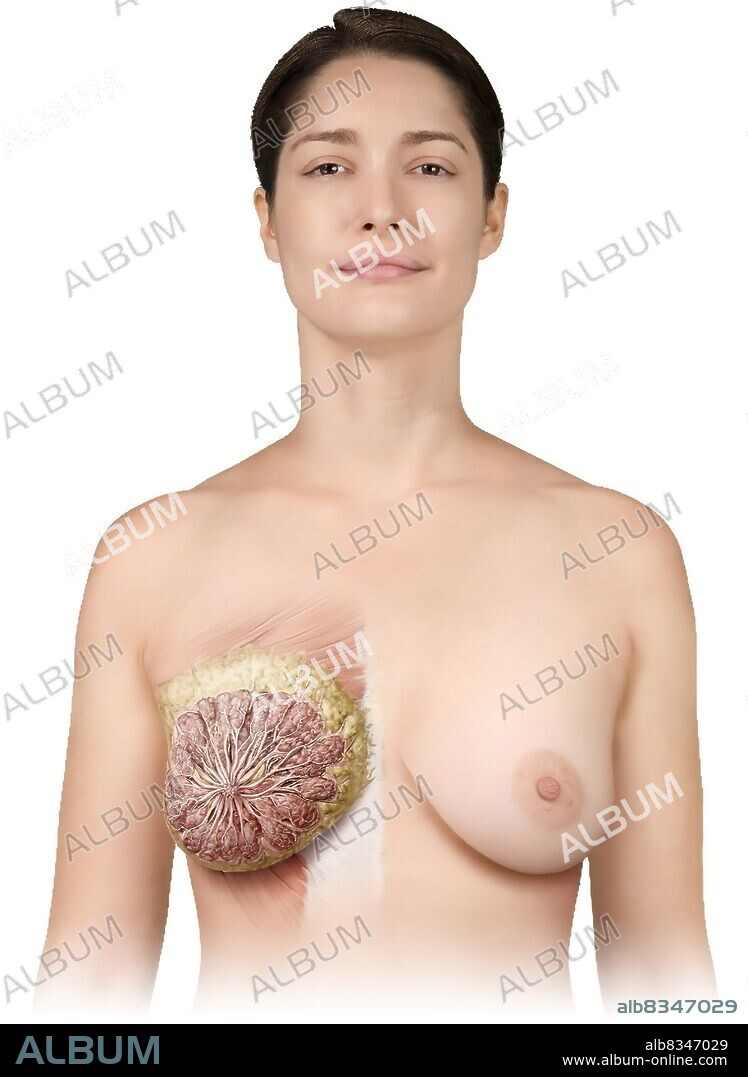 The breasts are two glandular organs rich in adipose tissue that cover the  pectoral muscles. In women, each breast contains a mammary gland. Under the  action of different - Album alb8347029
