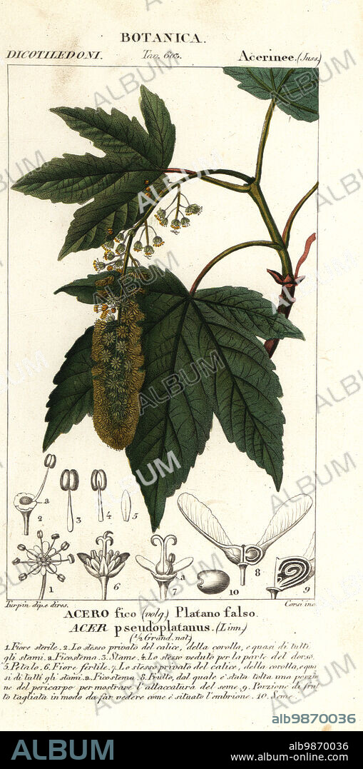 Sycamore maple or planetree maple, Acer pseudoplatanus, Acero fico, Platano falso. Handcoloured copperplate stipple engraving from Antoine Laurent de Jussieu's Dizionario delle Scienze Naturali, Dictionary of Natural Science, Florence, Italy, 1837. Illustration engraved by Corsi, drawn and directed by Pierre Jean-Francois Turpin, and published by Batelli e Figli. Turpin (1775-1840) is considered one of the greatest French botanical illustrators of the 19th century.