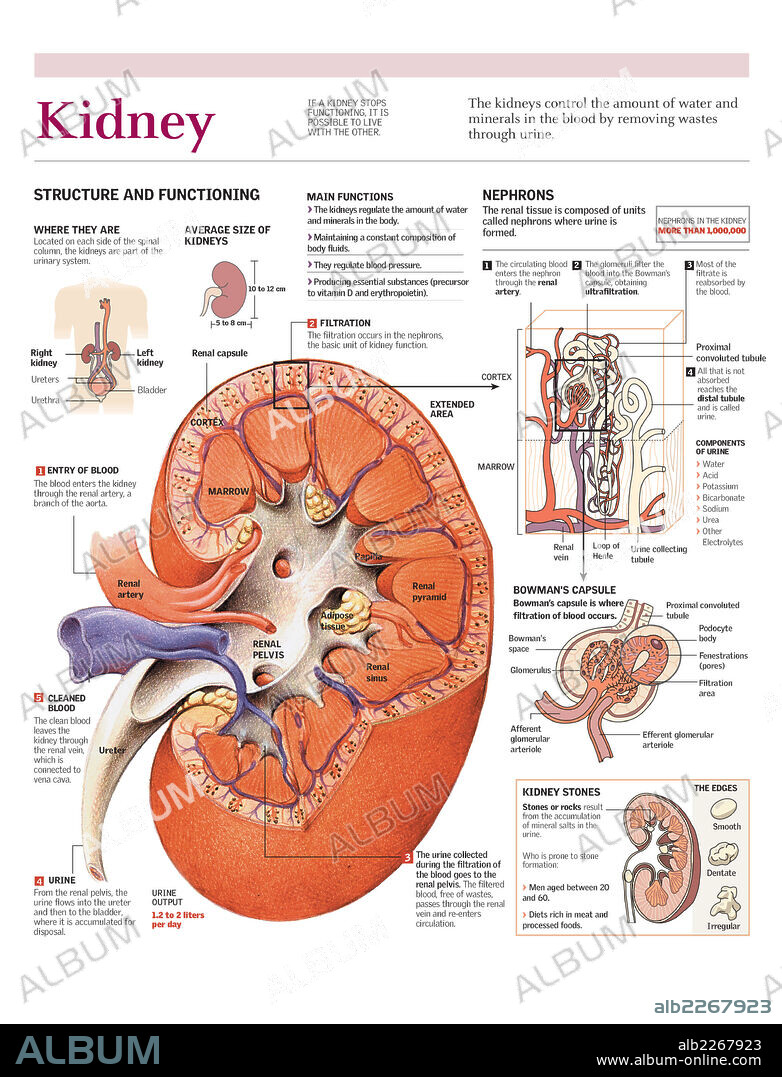 riñón. Infografía de las partes del riñón humano y el proceso de filtración de la sangre y producción de orina.
