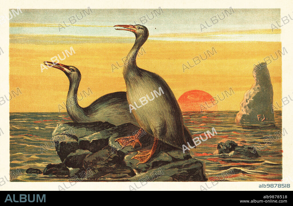 Hesperornis regalis, species of extinct cormorant-like bird that lived in the Campanian age, Late Cretaceous. Hesperornis regalis Marsh Colour printed illustration by F. John from Wilhelm Bolsches Tiere der Urwelt (Animals of the Prehistoric World), Reichardt Cocoa company, Hamburg, 1908.