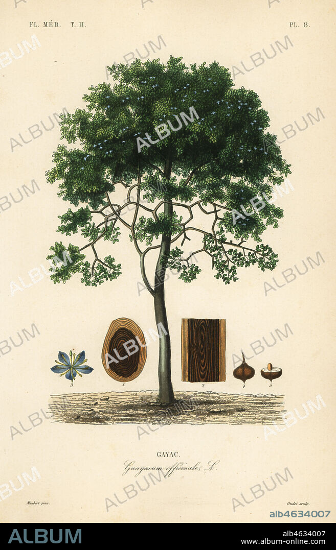 Roughbark lignum-vitae or guaiacwood, Guaiacum officinale, Guayacum officinale, Gayac. Endangered. Handcoloured steel engraving by Oudet after a botanical illustration by Edouard Maubert from Pierre Oscar Reveil, A. Dupuis, Fr. Gerard and Francois Herincqs La Regne Vegetal: Flore Medicale, L. Guerin, Paris, 1864-1871.
