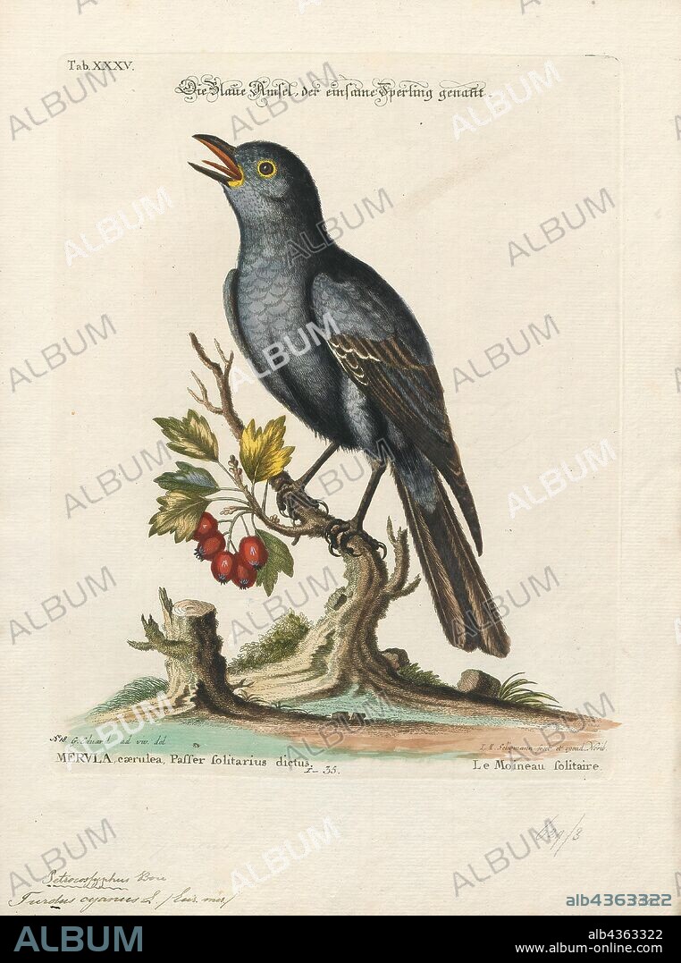 Turdus cyanus, Print, True thrush, True thrushes are medium-sized mostly insectivorous or omnivorous birds in the genus Turdus of the wider thrush family, Turdidae. The genus name Turdus is Latin for "thrush". The term "thrush" is used for many other birds of the family Turdidae as well as for a number of species belonging to several other families., 1749.