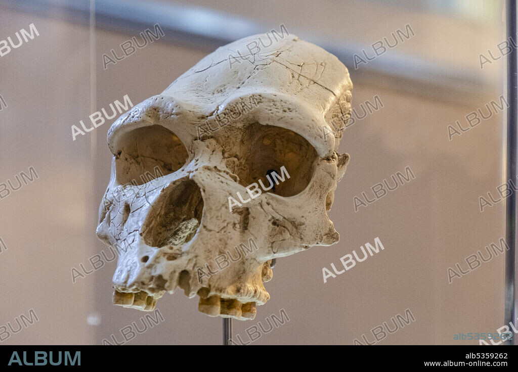 Homo heidelbergensis skull replica, Museo de la evolución humana, MEH, Burgos , Spain.