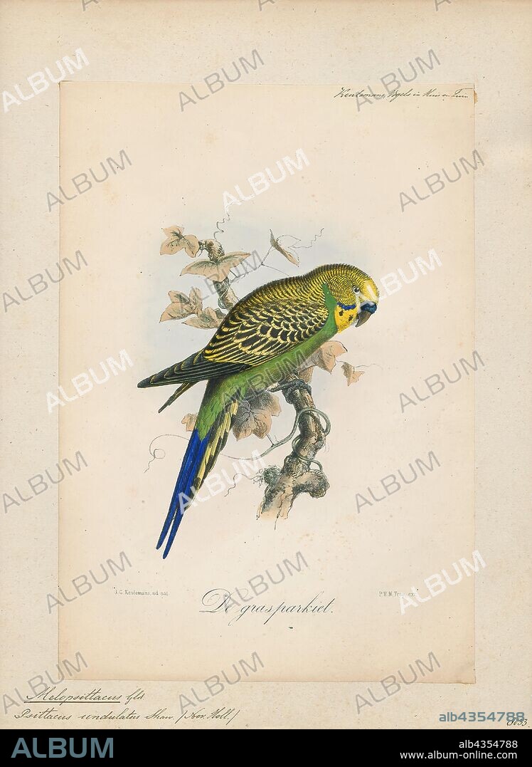 Melopsittacus undulatus, Print, The budgerigar is a long-tailed, seed-eating parrot usually nicknamed the budgie, or in American English, the parakeet. Budgies are the only species in the genus Melopsittacus. Naturally, the species is green and yellow with black, scalloped markings on the nape, back, and wings. Budgies are bred in captivity with colouring of blues, whites, yellows, greys, and even with small crests. Juveniles and chicks are monomorphic, while adults are told apart by their cere colouring, and their behaviour., 1869-1876.