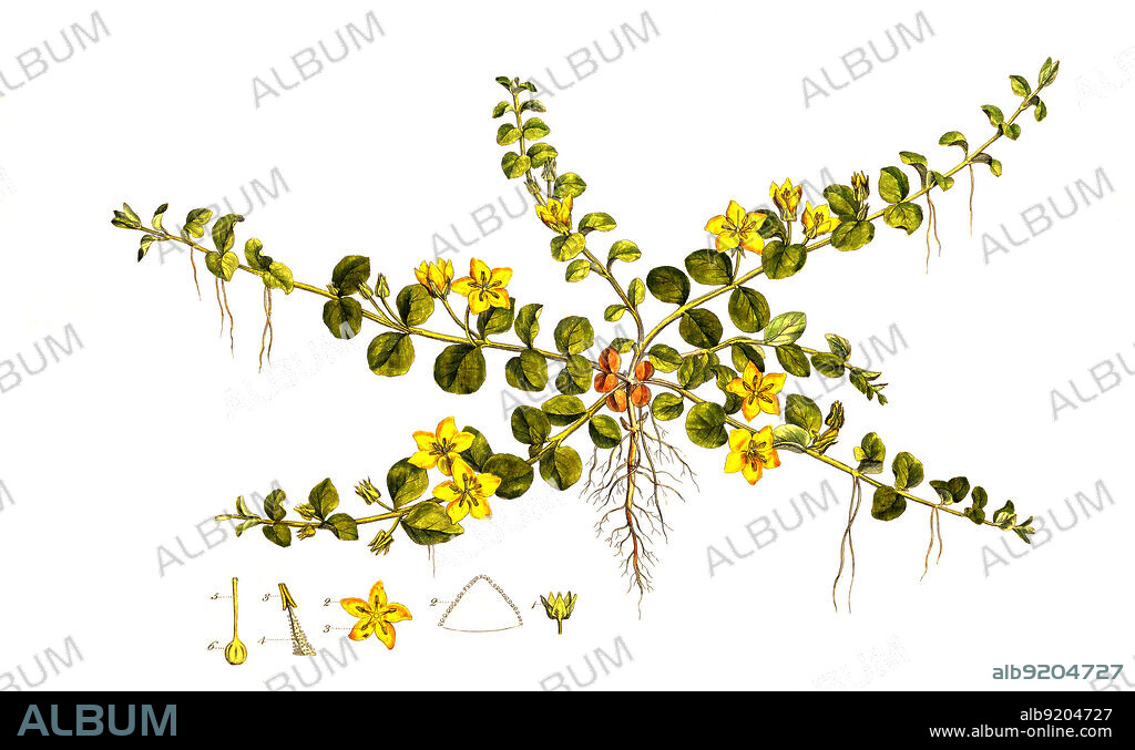 Pfennigkraut, Lysimachia nummularia, auch Münzkraut oder Pfennig-Gilbweiderich / Lysimachia nummularia is a species of flowering plant in the primrose family Primulaceae. Its common names include moneywort, creeping jenny, herb twopence and twopenny grass., historical, digital improved reproduction of an original from the 19th century / digital restaurierte Reproduktion einer Originalvorlage aus dem 19. Jahrhundert, genaues Originaldatum nicht bekannt.
