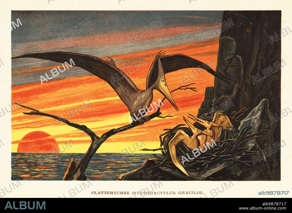 Nyctosaurus gracilis, extinct pterosaur of the mid-western United States, late Cretaceous. An adult feeding young in a nest at sunset. Flatteresche, Nyctodactylus gracilis. Colour printed illustration by F. John from Wilhelm Bolsches Tiere der Urwelt (Animals of the Prehistoric World), Reichardt Cocoa company, Hamburg, 1908.