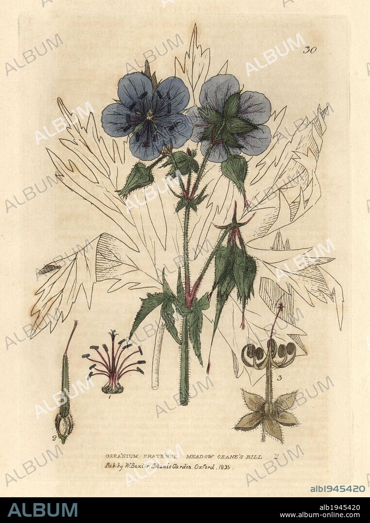 Meadow crane's bill or cranesbill, Geranium pratense. Handcoloured copperplate engraving from a drawing by Isaac Russell from William Baxter's "British Phaenogamous Botany" 1834. Scotsman William Baxter (1788-1871) was the curator of the Oxford Botanic Garden from 1813 to 1854.