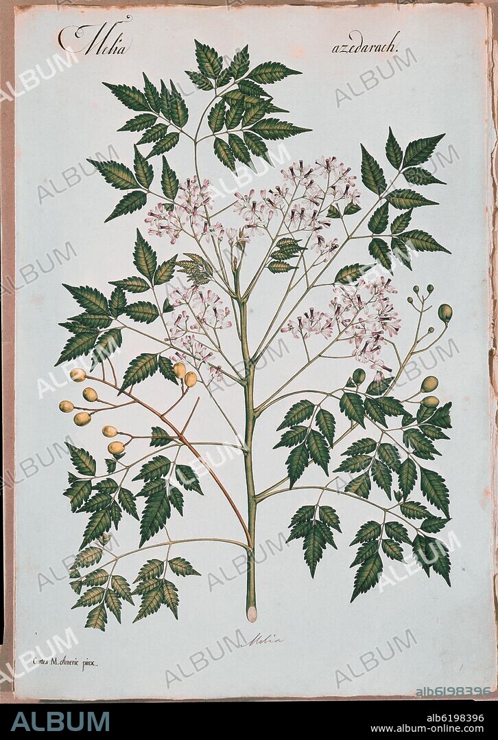 CELESTINO MUTIS. FLORA DE LA REAL EXPEDICION BOTANICA DEL NUEVO REINO DE GRANADA - MELIA AZEDARACH - DIBUJO COLOREADO - SIGLO XVIII.