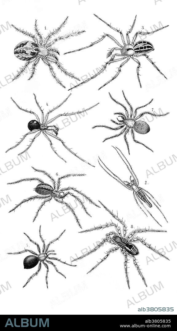 Spiders, including a stretch spider (Tetragnatha extensa, 2); a house spider (Tegenaria domestica, 6); a diving bell spider (Argyroneta aquatica, 7); and the lace-webbed spider (Amaurobius fenestralis, 8). Illustration from De gelede dieren, by Dr. Samuel Constantinus Snellen van Vollenhoven, the entomologist at the Natural History Museum, Leiden, Netherlands, in 1868.