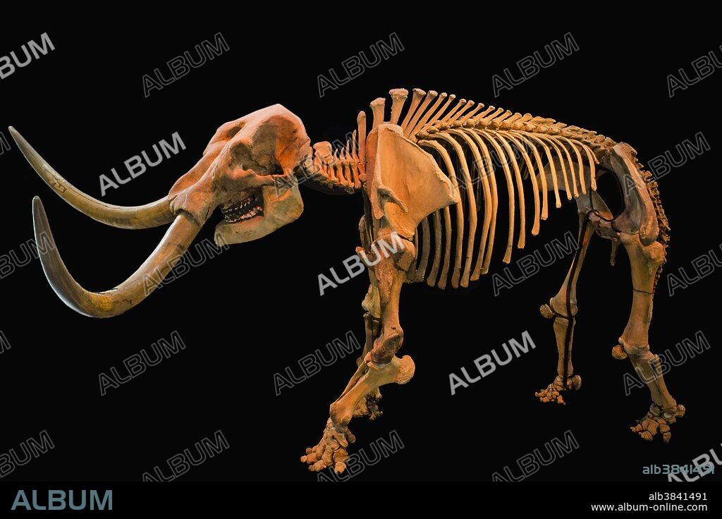 Fossil American Mastodon skeleton (Mammut americanum) found in Hyde Park, New York, USA. Specimen at Museum of the Earth, Ithaca, New York.