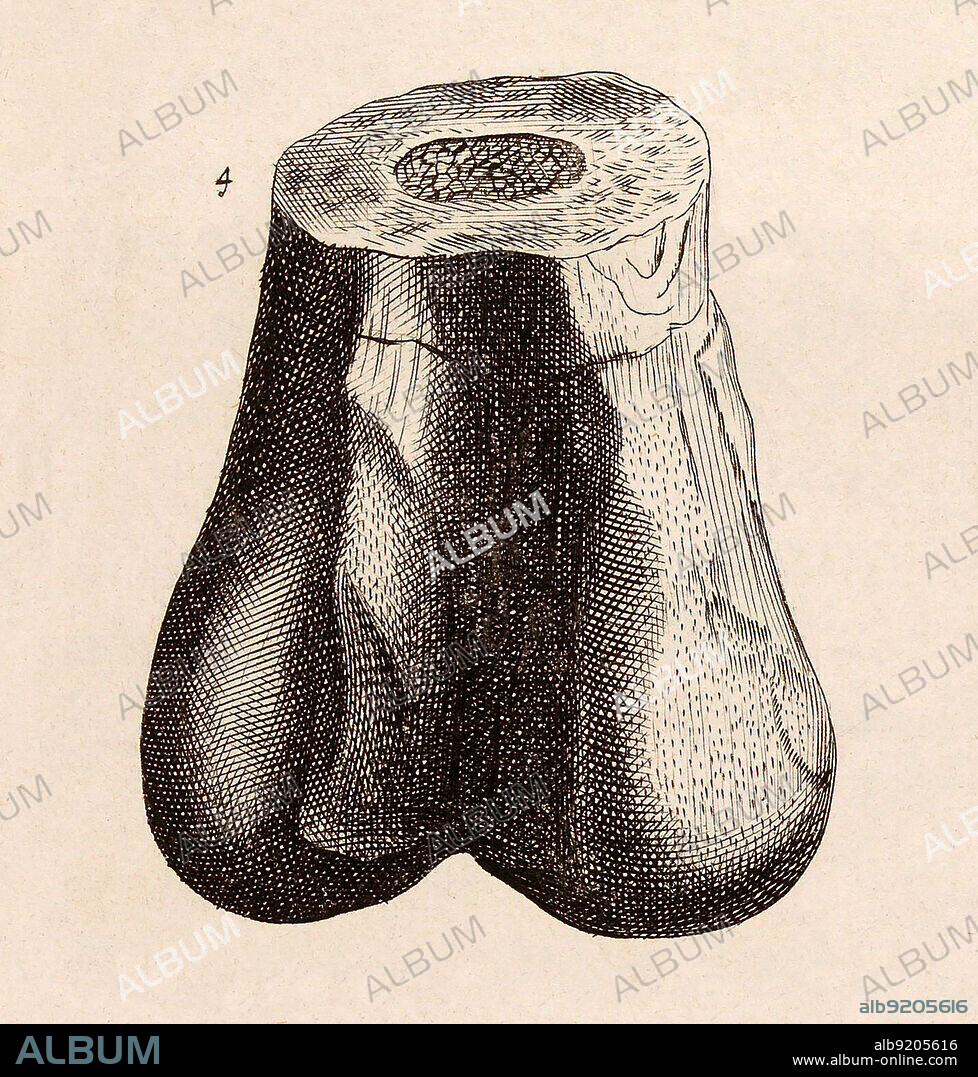 Illustration of a fossilized lower extremity of a presumed Megalosaurus femur taken from plate VIII, fig. 4 of Robert Plot's Natural History of Oxford-shire, 1677. The bone was described again by Richard Brookes in 1763 and captioned Scrotum humanum.