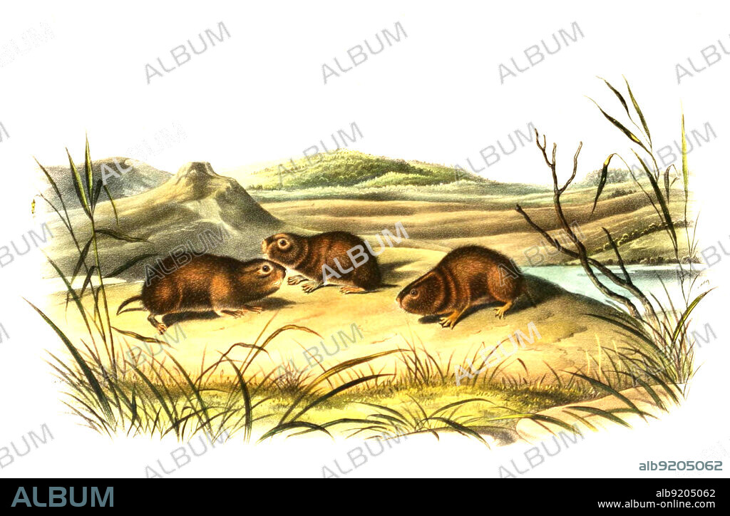 Wiesenwühlmaus, Microtus pennsylvanicus, digital restaurierte Reproduktion einer Originalvorlage aus dem 19. Jahrhundert, genaues Originaldatum nicht bekannt / meadow vole, Microtus pennsylvanicus, called the field mouse or meadow mouse, historical, digital improved reproduction of an original from the 19th century.