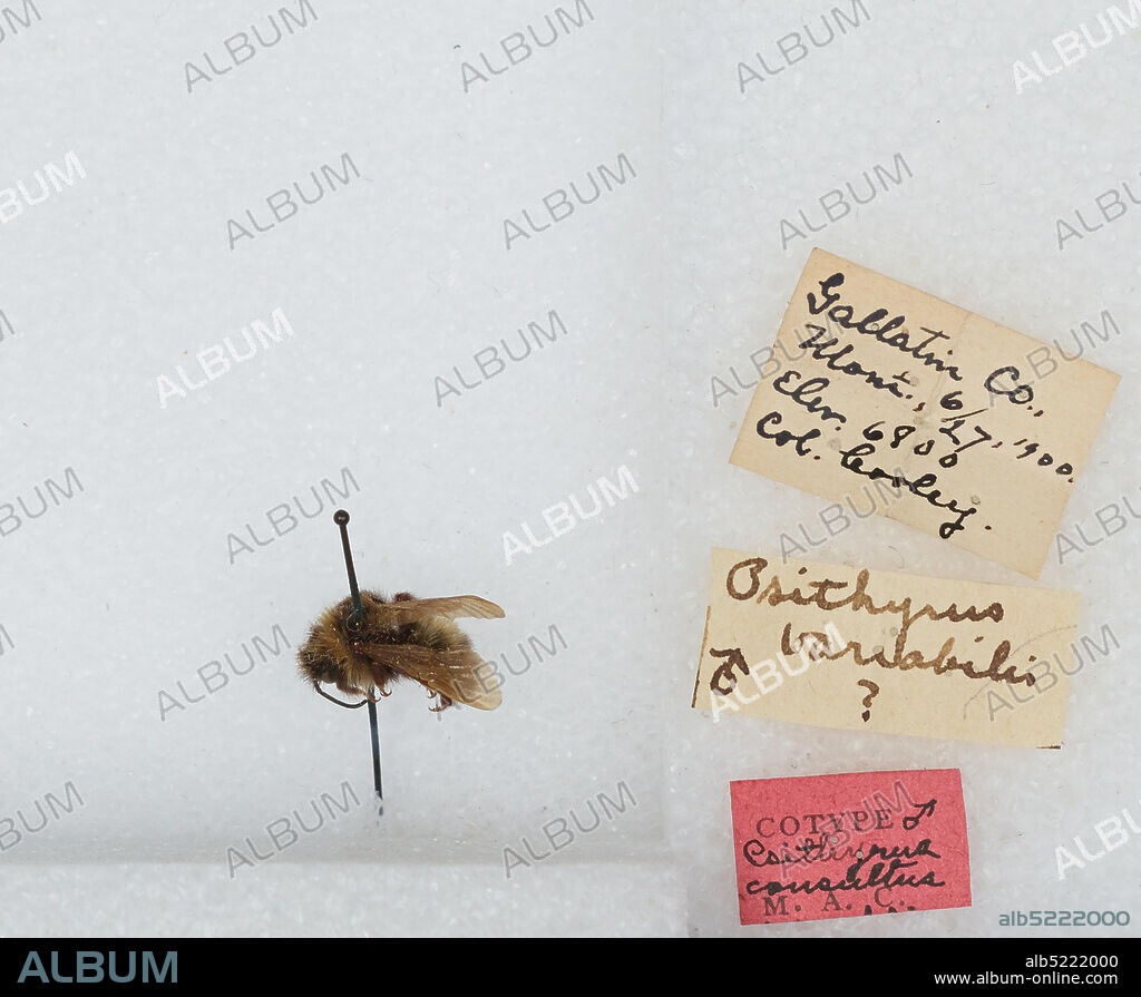 Gallatin, Montana, United States, Bombus (Psithyrus) insularis (Smith), Animalia, Arthropoda, Insecta, Hymenoptera, Apidae, Apinae.