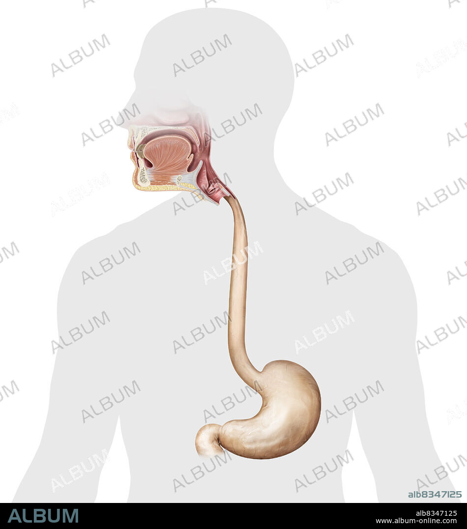 This image shows an anterior view of the stomach, but also the esophagus and the upper organs of the digestive system.