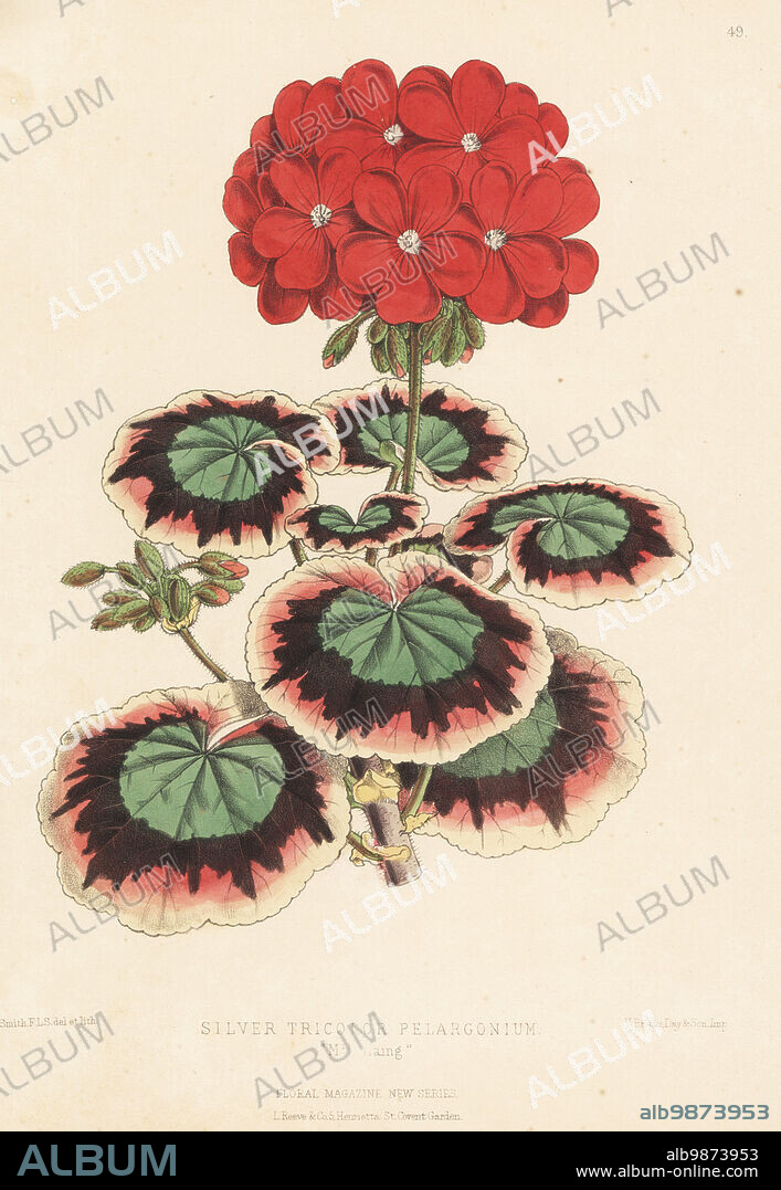 Silver tricolor pelargonium, Mrs Laing. A prize-winning hybrid of this popular geranium. Handcolored botanical illustration drawn and lithographed by Worthington George Smith from Henry Honywood Dombrain's Floral Magazine, New Series, Volume 2, L. Reeve, London, 1873. Lithograph printed by Vincent Brooks, Day & Son.