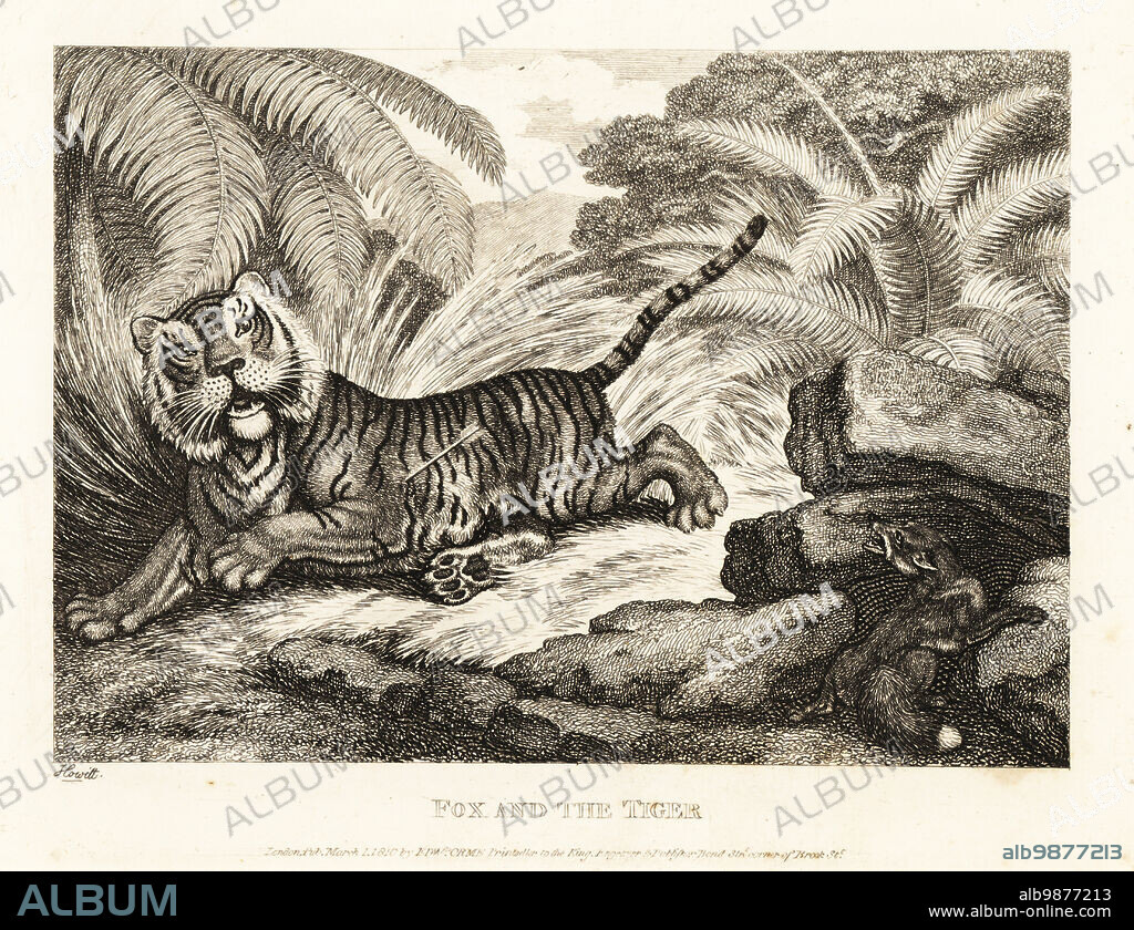 A fox watches a wounded tiger with an arrow in its flank. Fox and tiger. Illustration of a fable by Greek author Aesop. Copperplate etching drawn and engraved from life by Samuel Howitt from his own A New Work of Animals, Principally Designed from the Fables of Aesop, Gay and Phaedrus, Edward Orme, London, 1811.