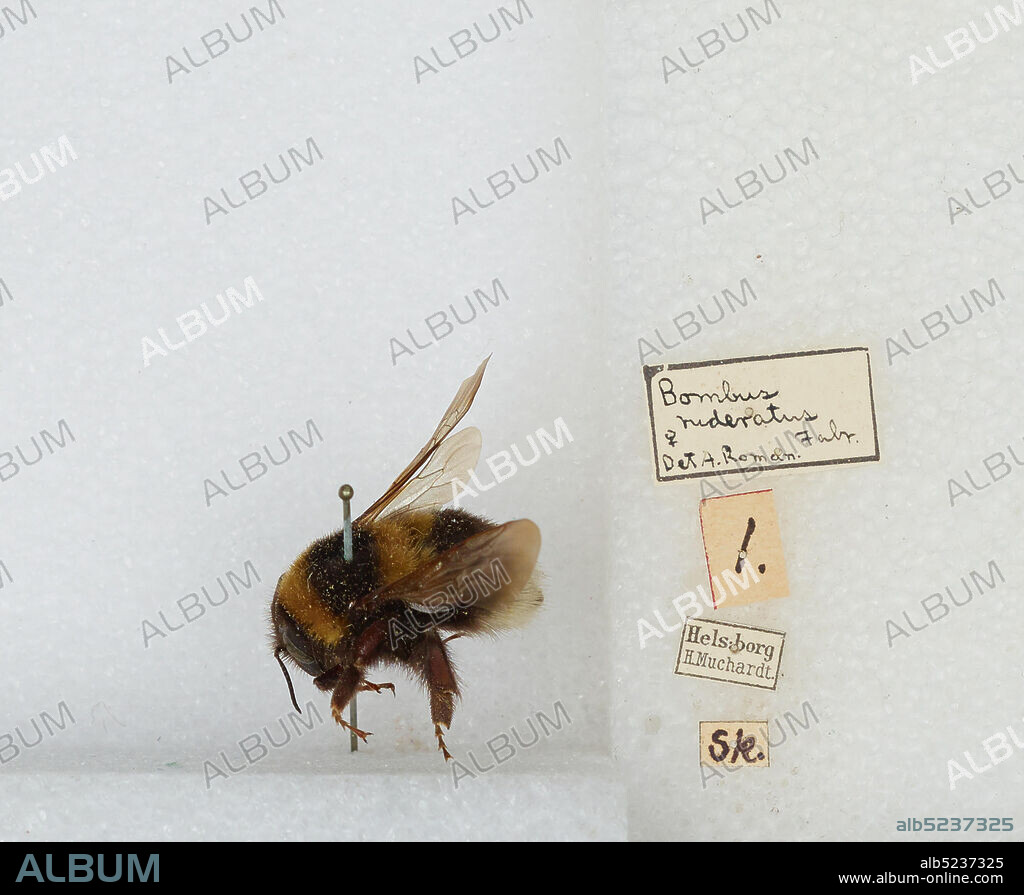 Helsborg, Bombus (Megabombus) ruderatus (Fabricius), Animalia, Arthropoda, Insecta, Hymenoptera, Apidae, Apinae.