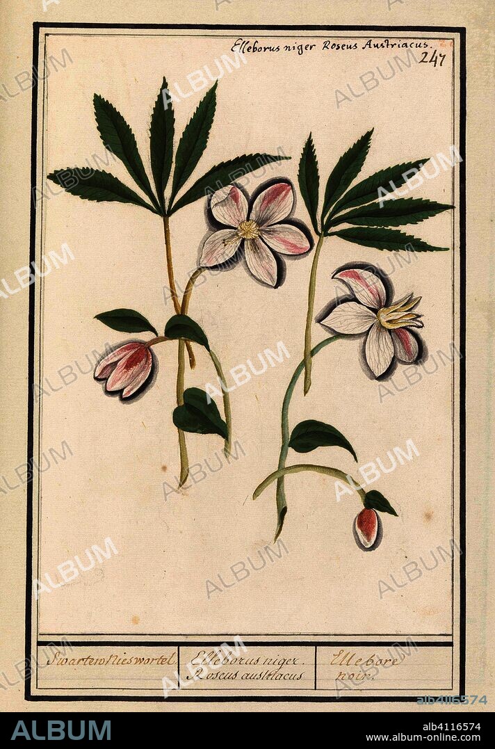 ANSELMUS BOËTIUS DE BOODT. Kerstroos (Helleborus niger). Swarten nieswortel. / Elleborus niger. Roseus austriacus / Ellebore noir. (title on object). Draughtsman: Anselmus Boëtius de Boodt. Draughtsman: Elias Verhulst. Dating: 1596 - 1610. Place: Praag. Measurements: h 247 mm × w 172 mm.