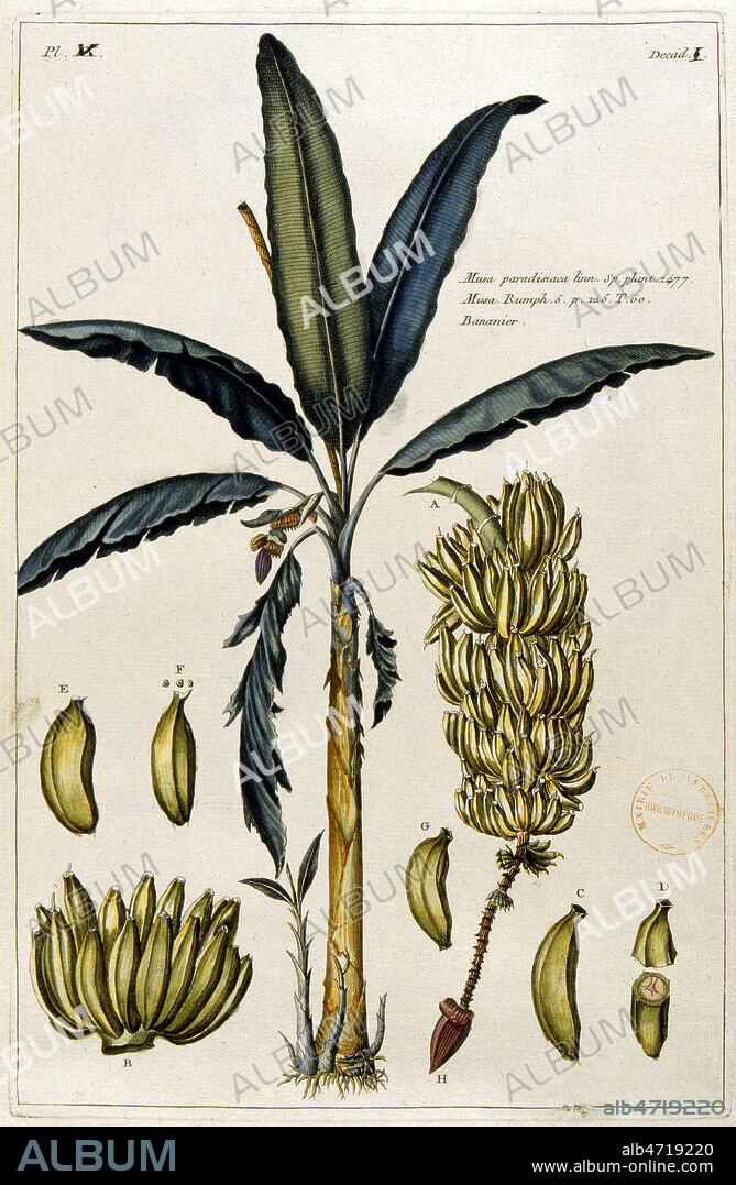 BANANE, Regime de Bananes, BANANIER. Planche botanique in Recueil de Plantes enluminees, par BUC'HOLZ en 1772, 18eme siecle, XVIIIe s. Credit Collection JEAN VIGNE/KHARBINE TAPABOR.
