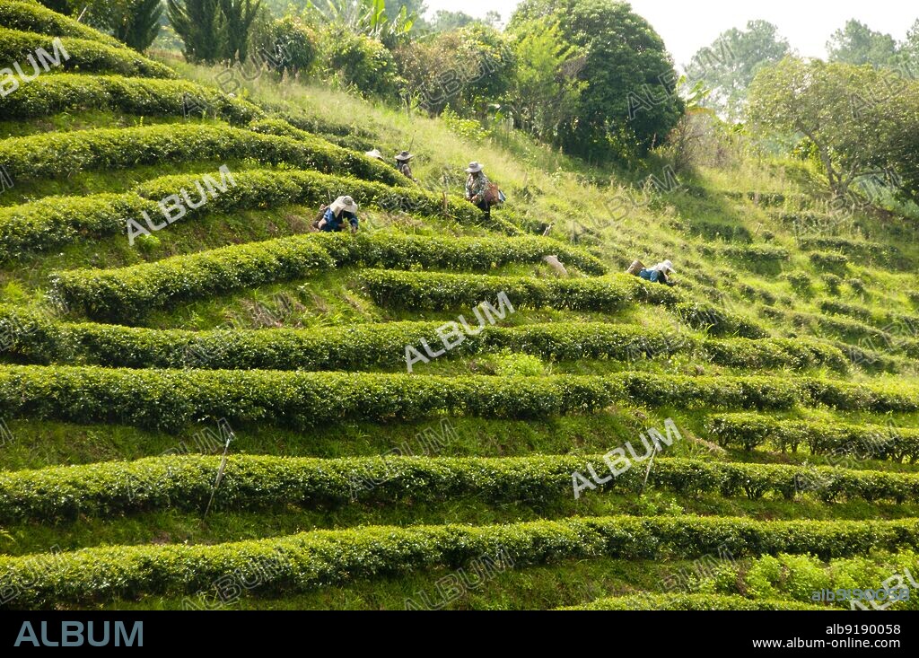 Thailand: Tea plantations near Doi Mae Salong (Santikhiri), Chiang Rai Province, northern Thailand. Doi Mae Salong was once an impoverished, heavily-armed Kuomintang (KMT) outpost, it is today a tranquil oasis of tea gardens, fruit orchards and Yunnanese-style houses.