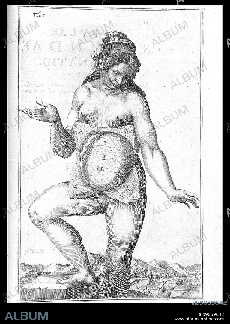 Anatomical illustrations from 'De formato foetu liber singularis'. (Padua: Io. Bap. de Martinis & Livius Pasquatus, [1626]). By Giulio Cesare Casseri and Adriaan van de Spiegel,.