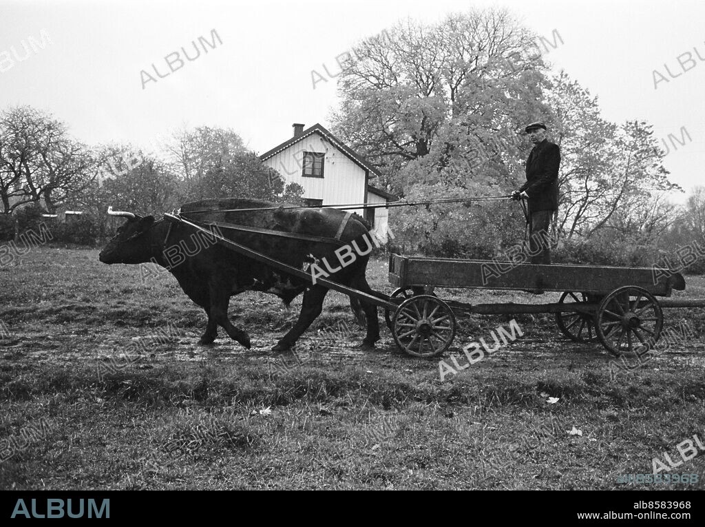 Göteborg 24 oktober 1963. Oxe drar vagn med bonde på - fler negativ finns. Foto: Kamerareportage *** Local Caption *** . KAMERAREPORTAGE.