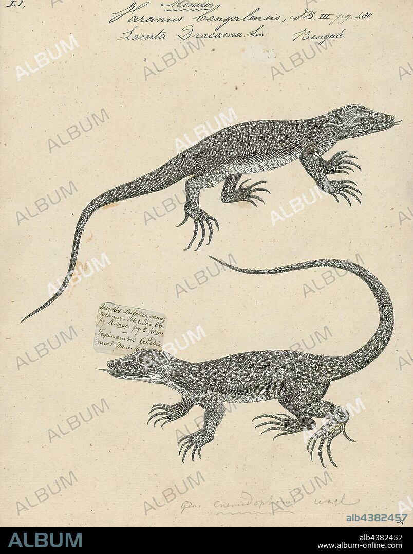 Varanus bengalensis, Print, The Bengal monitor (Varanus bengalensis) or common Indian monitor, is a monitor lizard found widely distributed over the Indian Subcontinent, as well as parts of Southeast Asia and West Asia. This large lizard is mainly terrestrial, and its length can range from about 61 to 175 cm from the tip of the snout to the end of the tail. Young monitors may be more arboreal, but adults mainly hunt on the ground, preying mainly on arthropods, but also taking small terrestrial vertebrates, ground birds, eggs and fish. Although large monitors have few predators apart from humans who hunt them for meat, younger individuals are hunted by many predators., 1700-1880.