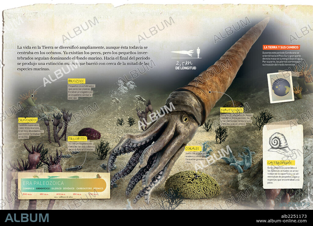 Período Ordovícico. Infografía sobre el período Ordovícico, de la era Paleozoica, y la fauna marina propia del mismo.