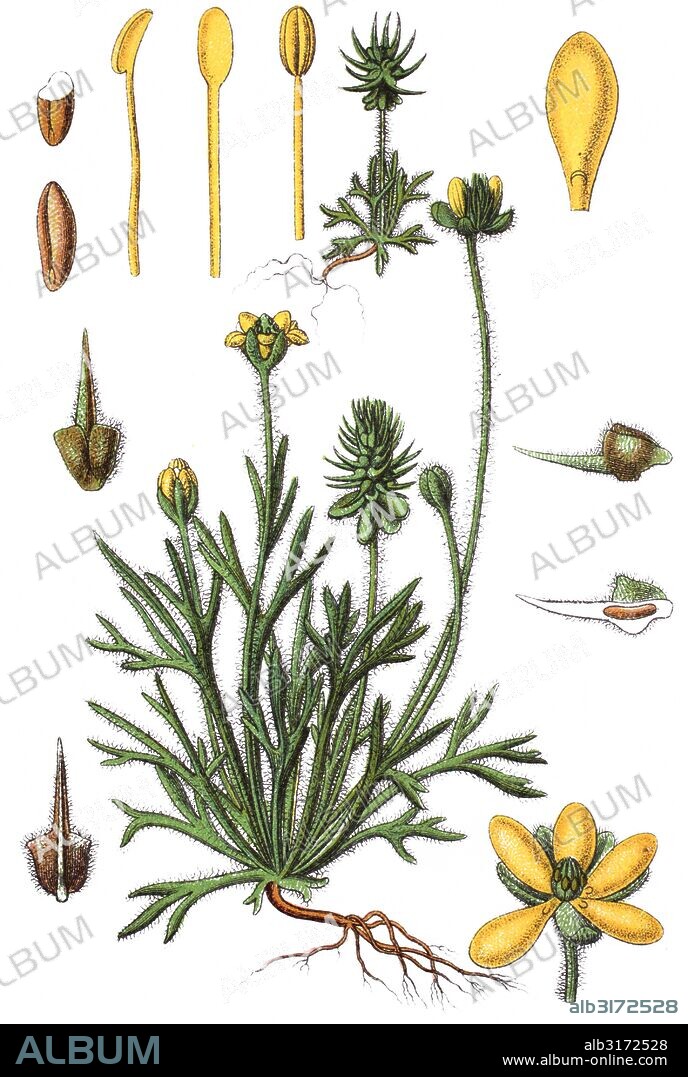 Ranunculus testiculatus, bur buttercup and curveseed butterwort.