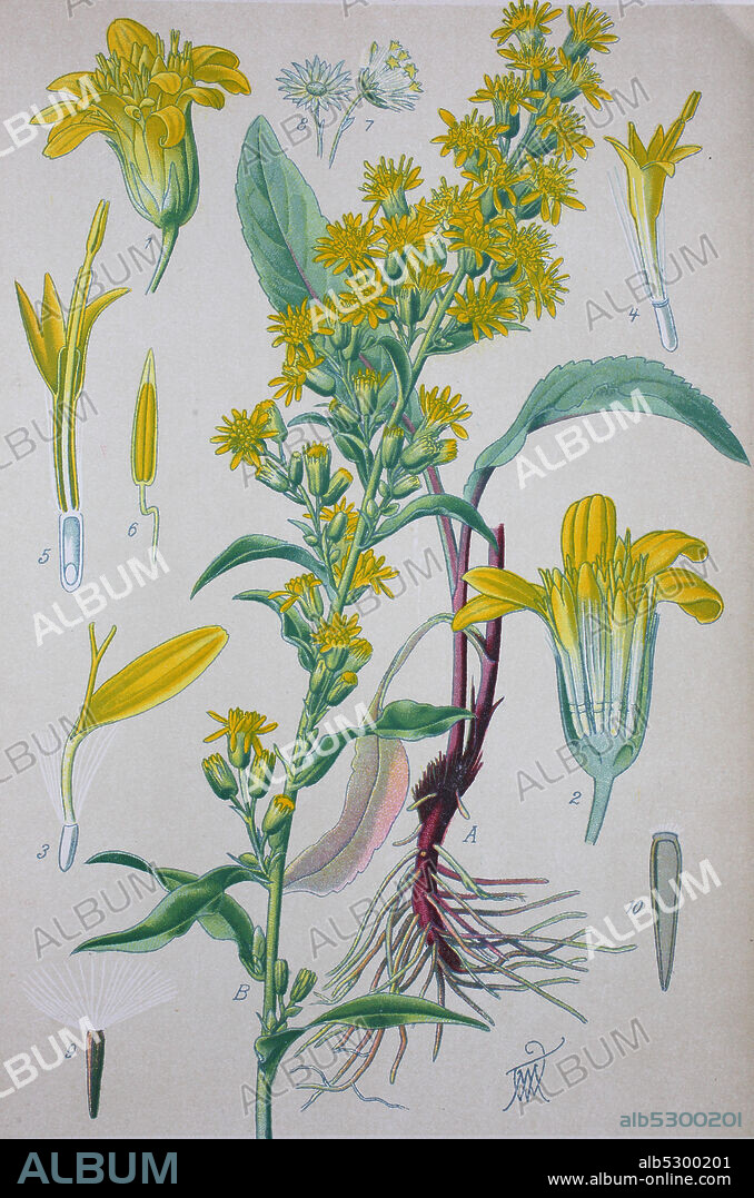 Solidago virgaurea, European goldenro, woundwort, plant of the family Asteraceae  /  Gewöhnliche Goldrute, Solidago virgaurea, auch Gemeine Goldrute oder Echte Goldrute genannt, Pflanzenart aus der Gattung der Goldruten, Digital improved reproduction of an original print from the 19th century / digitale Reproduktion von einer Originalvorlage aus dem 19. Jahrhundert.