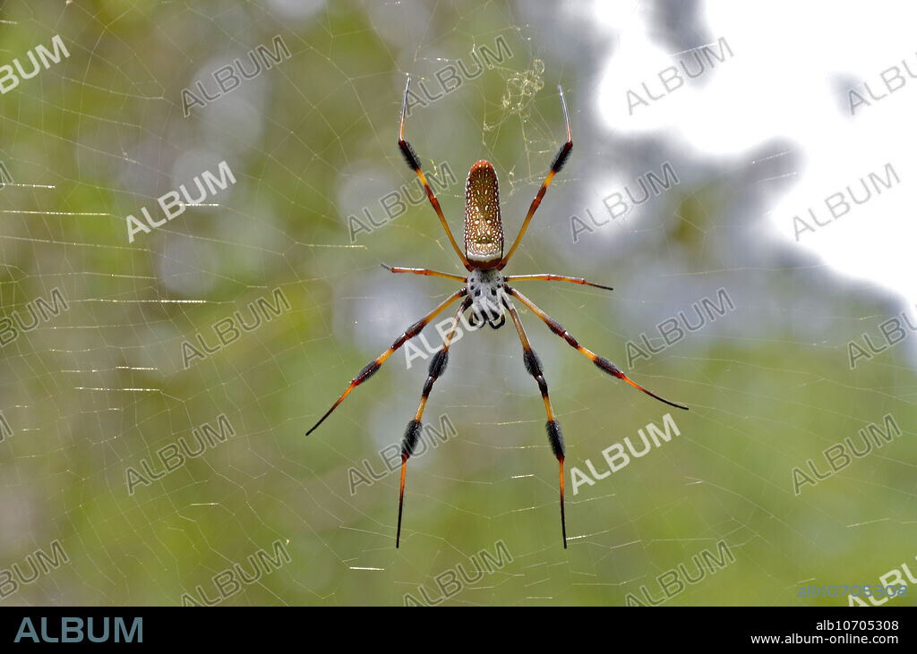 Golden Silk Spider (Nephila clavipes); adult female in web; DeLand, FL; July; largest web-making spider in U.S.