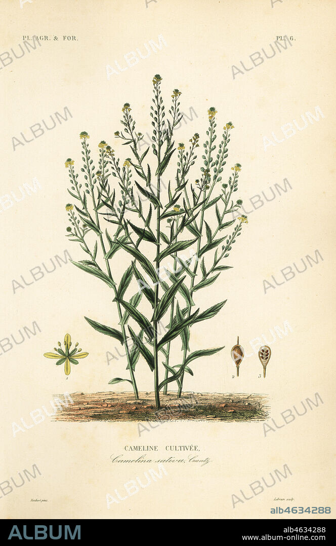 Camelina or false flax, Camelina sativa, Cameline cultivee. Handcoloured steel engraving by L. Lebrun after a botanical illustration by Edouard Maubert from Pierre Oscar Reveil, A. Dupuis, Fr. Gerard and Francois Herincqs La Regne Vegetal: Planets Agricoles et Forestieres, L. Guerin, Paris, 1864-1871.