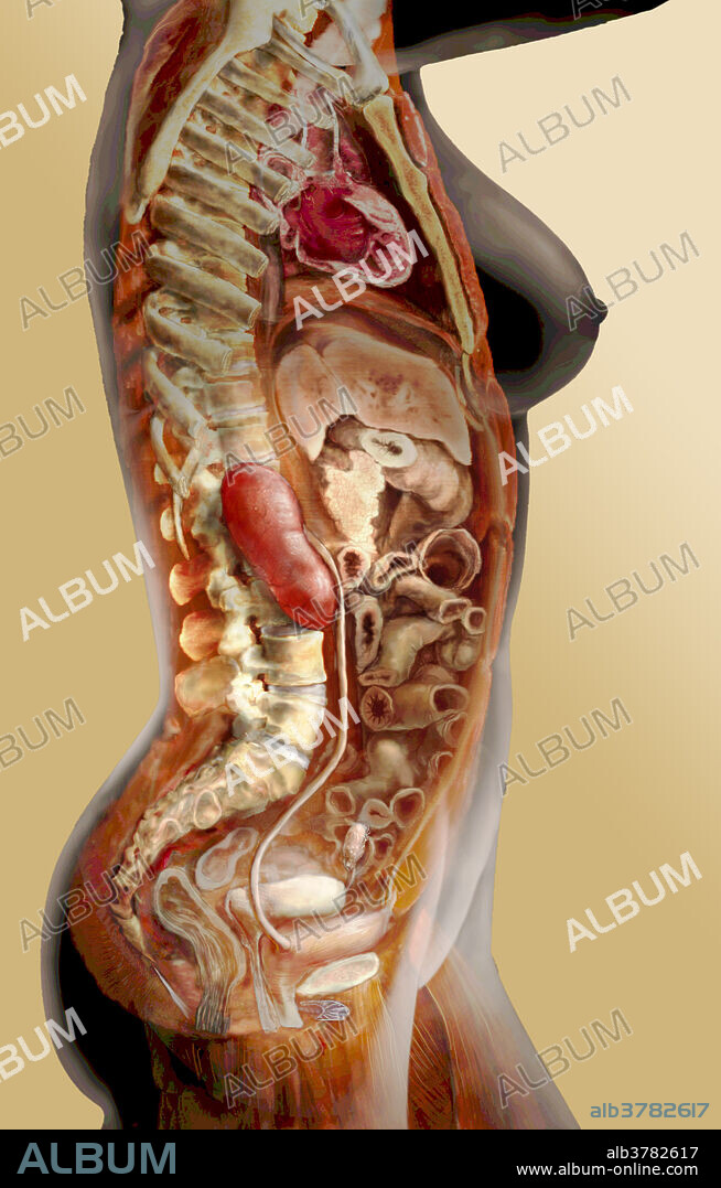 Female Urinary System