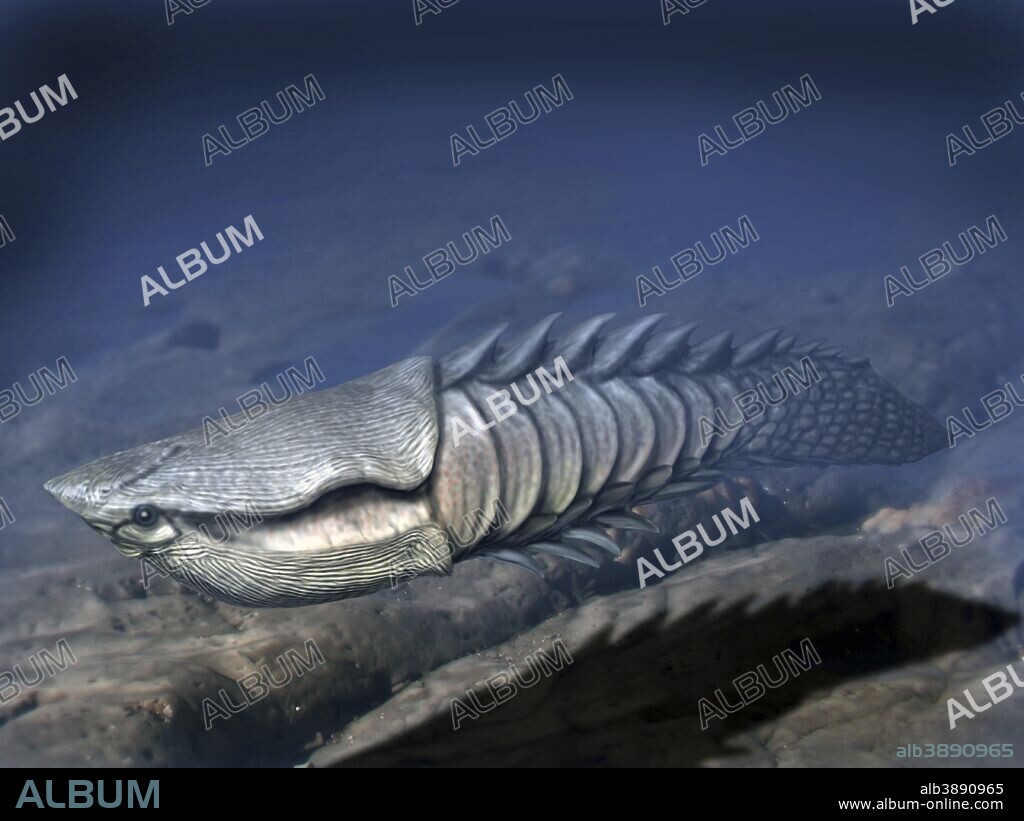 Anglaspis heintzi is a heterostracan from the Early Devonian of Norway.