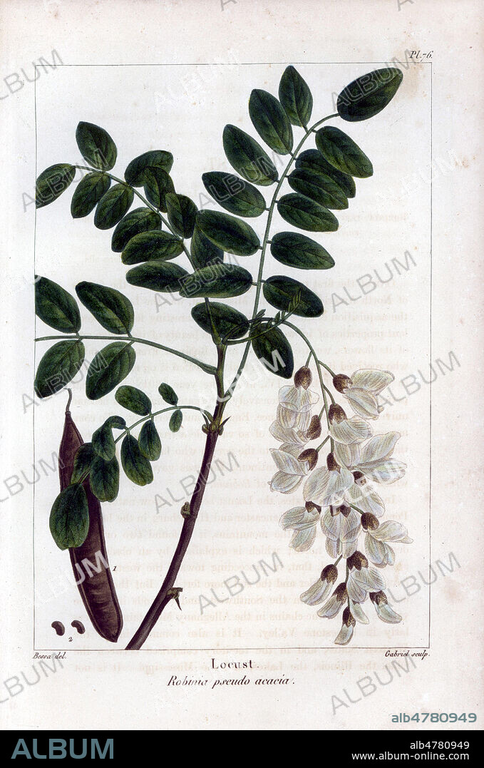 Robinier Faux-Acacia: Locust tree, Robinia pseudo acacia. Handcolored stipple engraving from a botanical illustration by Pancrace Bessa, engraved on copper by Gabriel, from Francois Andre Michaux's "North American Sylva," Philadelphia, 1857. French botanist Michaux (1770-1855) explored America and Canada in 1785 cataloging its native trees.Gravure 19eme siecle, par P. BESSA, in La FLore de l'Amerique du Nord, par Andre Francois MICHAUX , 1857. Credit FLO/KHARBINE TAPABOR.