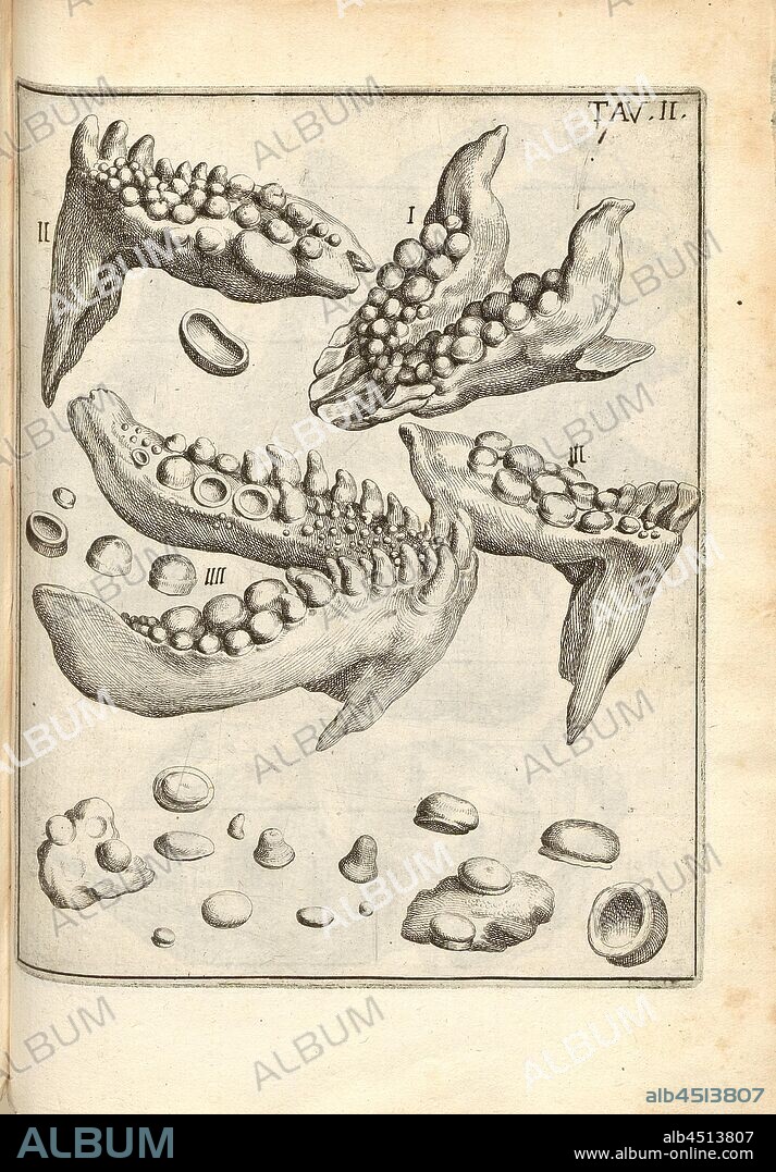Sasso di Malta ... Petrified Serpent, 17th century fossilized serpent teeth, tav., II, after p. 168, 1670, Agostino Scilla: La vana speculazione disingannata dal senso: lettera risponsiva circa i corpi marini, che petrificati si trovano in varii luoghi terrestri. In Napoli: appresso Andrea Colicchia, 1670.