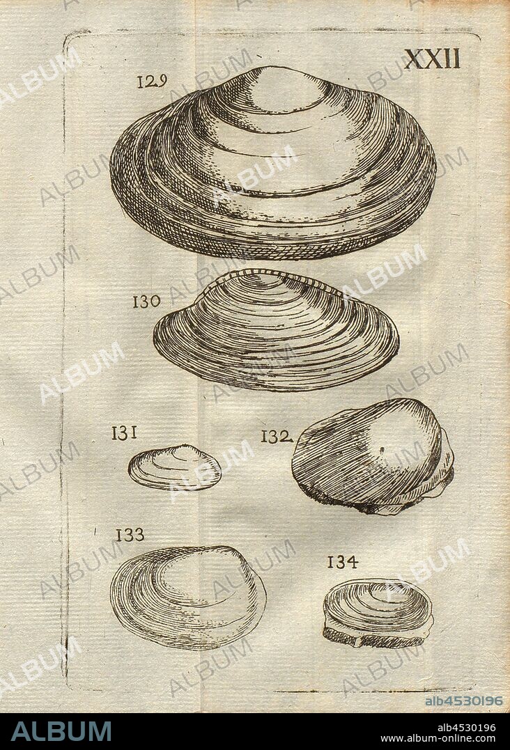 Various types of shells, Classe II, Pl. XXII, Fig. 129; 130: Moules Ordinaires, Fig. 131: Petit Moule, Fig. 132: Coquille rhomboid, Fig. 133: Petit Moule ventreux & ridé, Fig. 134: Petit Moule, pl, XXII, after p, 1778, Louis Bourget: Traité des pétrifications. Paris: Jombert, 1778.