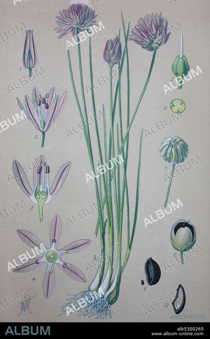 Chives, scientific name Allium schoenoprasum, are an edible species of the genus Allium  /  Schnittlauch (Allium schoenoprasum), auch Graslauch, Binsenlauch, Brislauch, Grusenich, Jakobszwiebel oder Schnittling, digital improved reproduction of an original from the 19th century / digitale Reproduktion einer Originalvorlage aus dem 19. Jahrhundert.