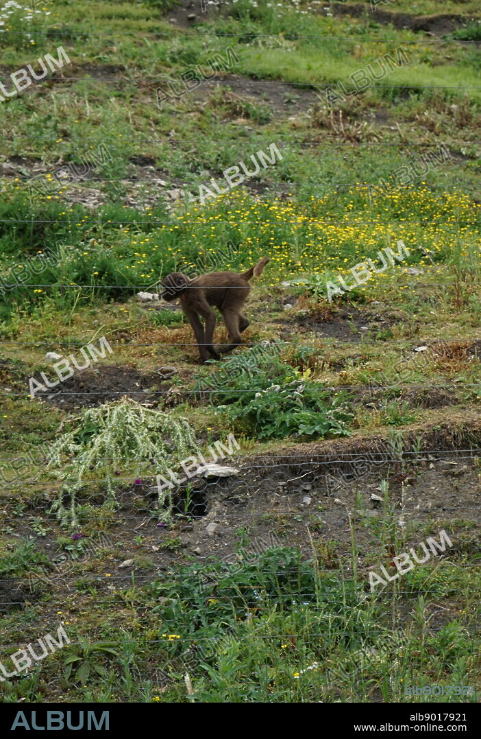 Gelada baboon (Theropithecus gelada), sometimes called the bleeding-heart monkey, a species of Old World monkey found only in the Ethiopian Highlands, with large populations in the Semien Mountains. it is largely terrestrial, spending much of its time foraging in grasslands.