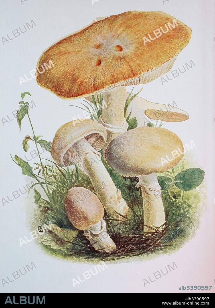 Cortinarius caperatus, commonly known as the gypsy mushroom, Cortinarius caperatus, Syn. Rozites caperatus, R. caperata, digital reproduction of an ilustration of Emil Doerstling (1859-1940).