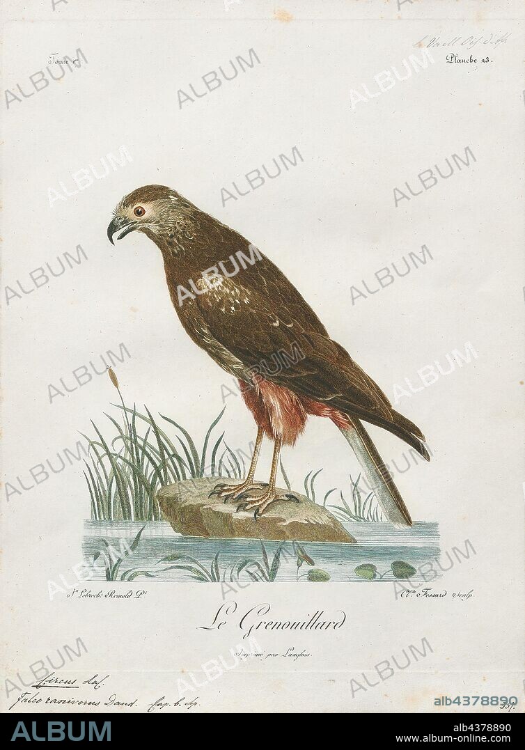 Circus ranivorus, Print, The African marsh harrier (Circus ranivorus) is a bird of prey belonging to the harrier genus Circus. It is largely resident in wetland habitats in southern, central and eastern Africa from South Africa north to South Sudan., 1796-1808.
