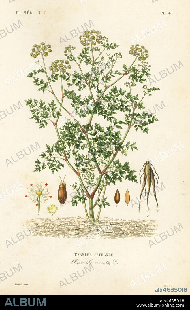 Hemlock water dropwort, Oenanthe crocata, Oenanthe safranee. Handcoloured steel engraving by Oudet after a botanical illustration by Edouard Maubert from Pierre Oscar Reveil, A. Dupuis, Fr. Gerard and Francois Herincqs La Regne Vegetal: Flore Medicale, L. Guerin, Paris, 1864-1871.