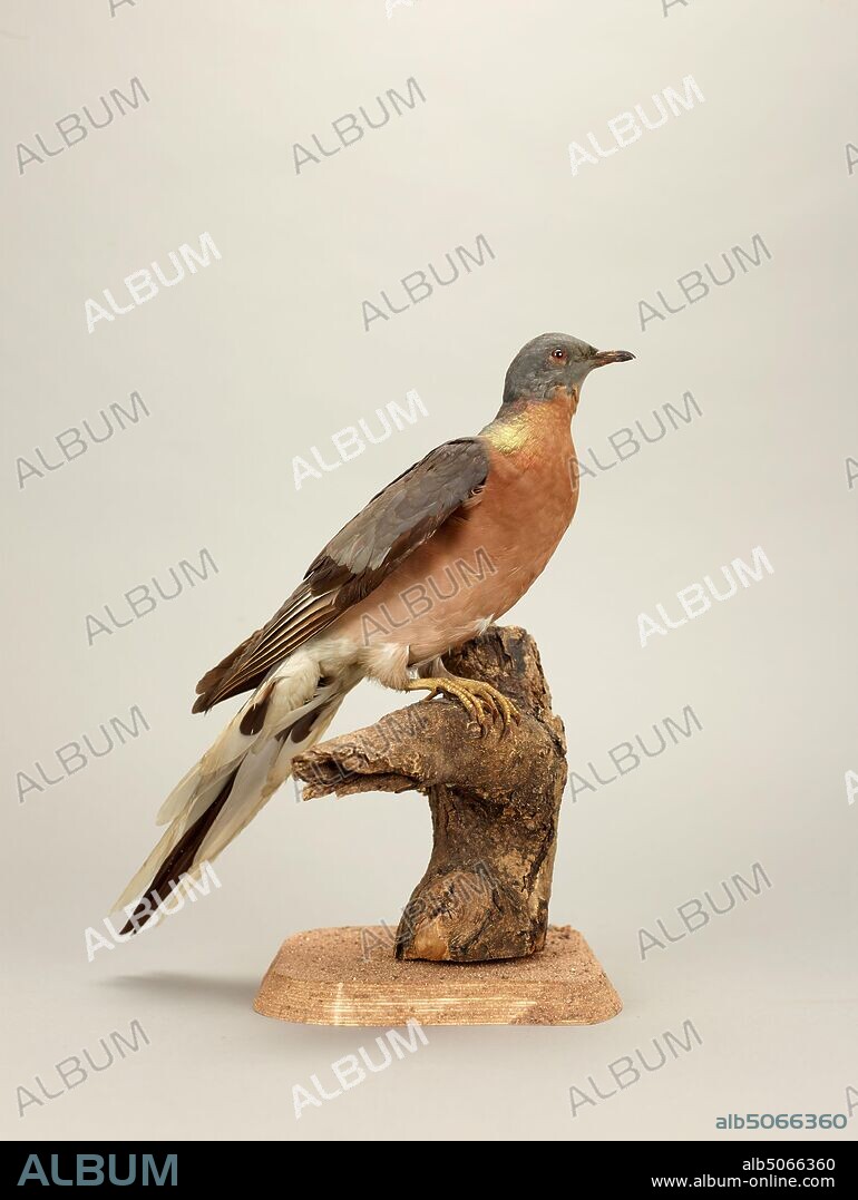 Passenger pigeon, Ectopistes migratorius, Male. An extinct bird., Natural Science, Zoology, Taxidermy, Bird.