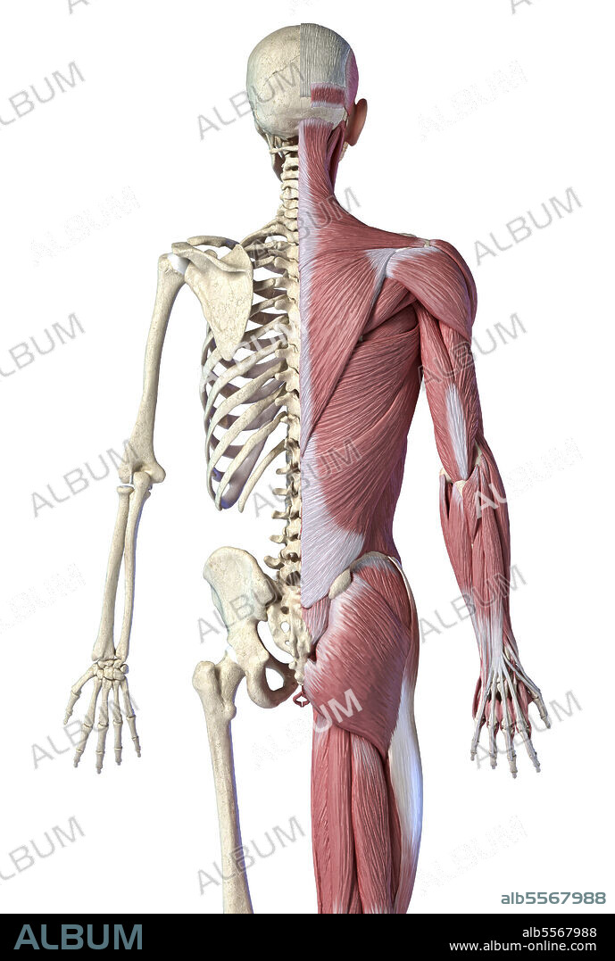3D illustration of skeletal and muscular systems. Three quarter length upper body rear view on white background.