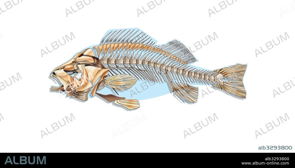 Esqueleto de un pez teleósteo.
