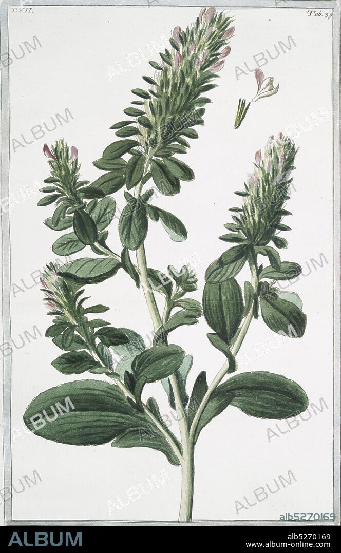 Anonis sicula, Alapecuroides = Anonide Siciliana. Ononis alopecuroides, Sicilian Restharrow, still image, 1772 - 1793, Bonelli, Giorgio (b. 1724), Martelli, Niccoló (1735-1829).