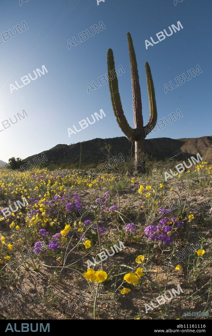 Giant Cardon cactus (Pachycereus pringlei) (Cardan) is a species of cactus native to northwestern Mexico, North America.