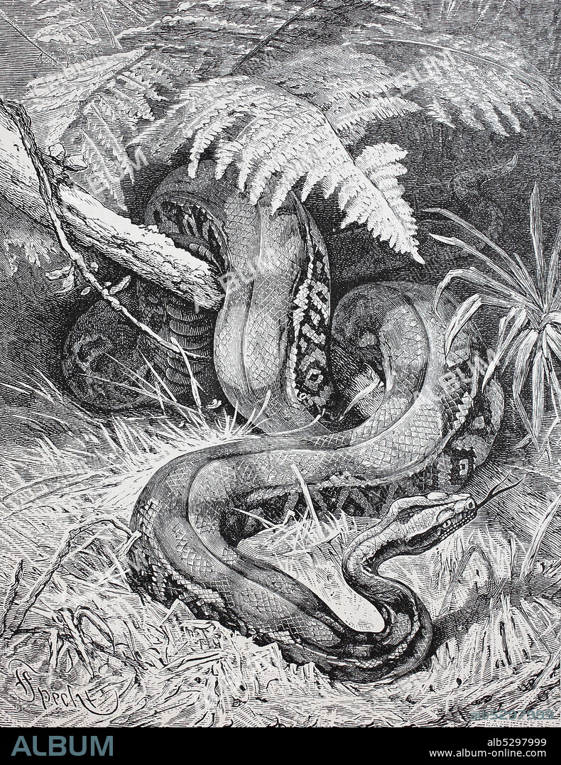 The boa constrictor, also called the red-tailed boa or the common boa  /  Die Boa constrictor, auch die Rotschwanzboa oder die gemeine Boa genannt, Würgeschlange, Historisch, digital improved reproduction of an original from the 19th century / digitale Reproduktion einer Originalvorlage aus dem 19. Jahrhundert.