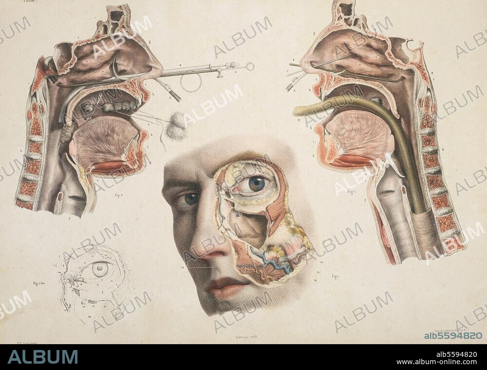 Medicine / Anatomy:. "Anatomie chirurgicale des cavités de la face" (anatomy of the oral and nasal cavity). Col. lithograph aft. drawing by Nicolas Henri Jacob (1782-1871). From: M.J. Bourgery, Traité complet de l'anatomie de l'homme, 1831-54, vol. 7, pl. 1. Private Collection.