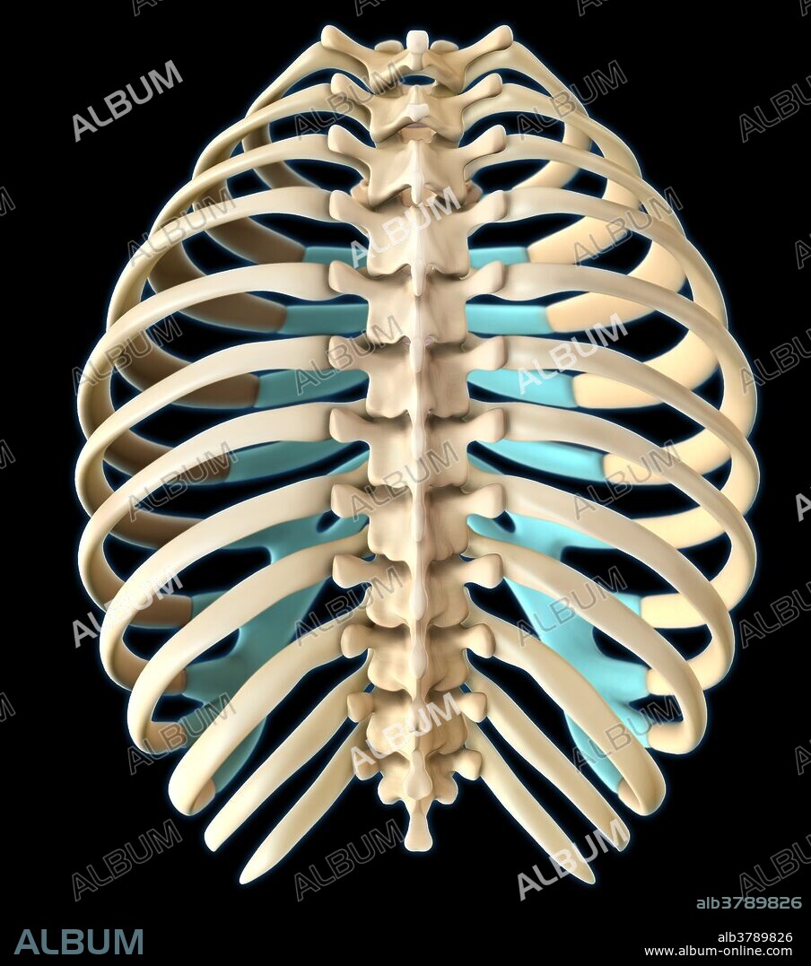 A 3D illustration of a human rib cage from a posterior view.
